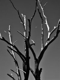 Low angle view of bare tree against sky