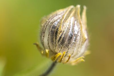 Close-up of insect on flower