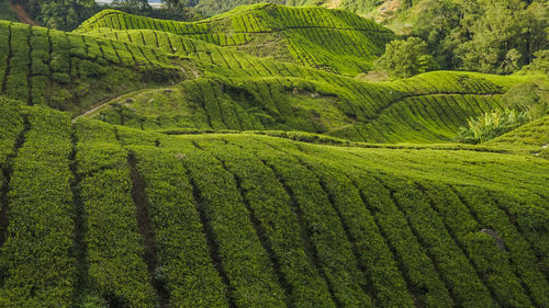 Scenic view of agricultural field