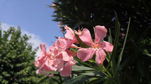 Close-up of pink flowers