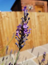 Close-up of purple flowering plant