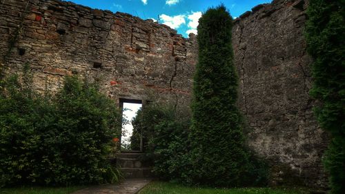 Ivy growing on tree against sky