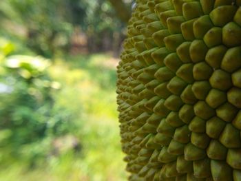 Close-up of fruit growing on tree