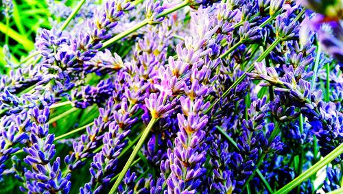 purple