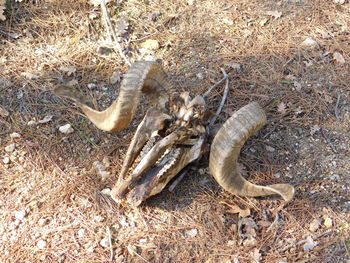 High angle view of crab on field