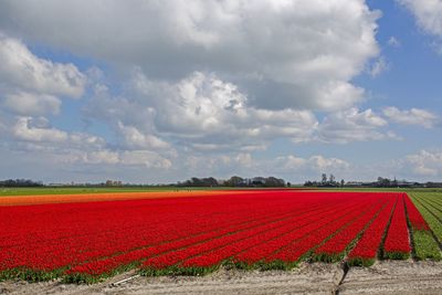 Scenic view of field against cloudy sky