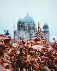 Close-up of plants against sky during autumn