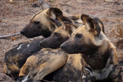 Close-up of hyena sitting outdoors