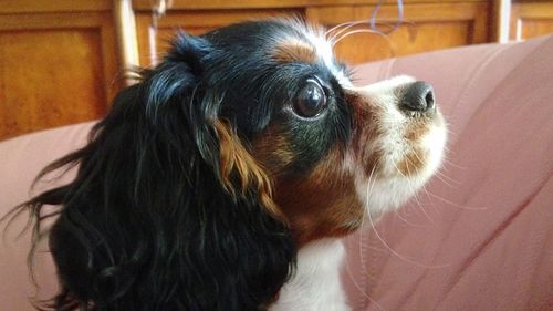 Close-up of dog at home