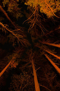 Close-up of forest at night