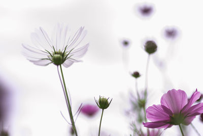 Close-up of purple flowering plant