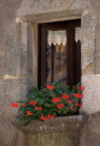Red flowers blooming in backyard