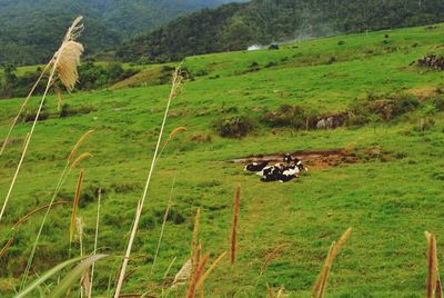 Horse grazing on grassy field