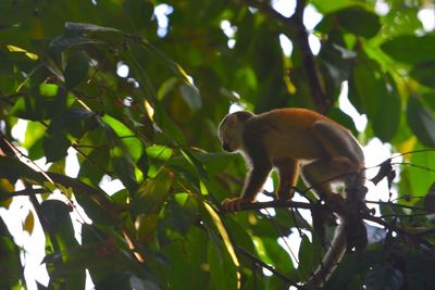 View of a bird on branch