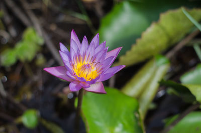 Close-up of pink water lily