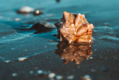 Close-up of wet leaf on beach