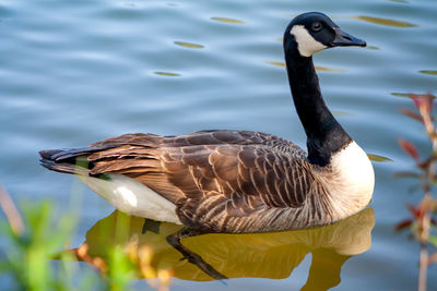 Canada goose enjoying a spring day 