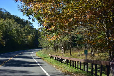 Empty road along trees