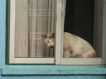 Portrait of a cat on window sill