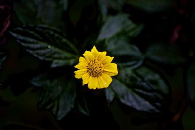 Close-up of yellow flower blooming outdoors