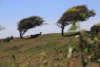 View of sheep's under the  tree on field