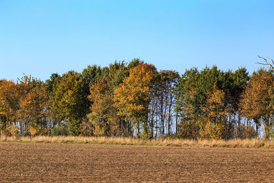 Trees in forest against clear sky during autumn