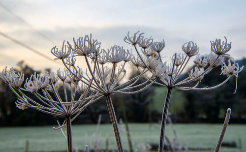 Close-up of wilted plant on field against sky