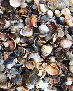 High angle view of seashells