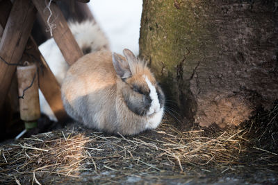 Close-up of squirrel on tree trunk