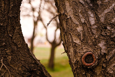Close-up of tree trunk