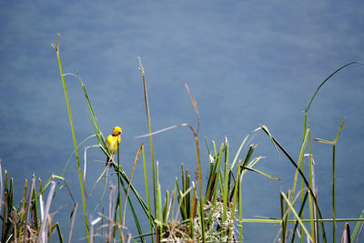 Close-up of plants against calm lake