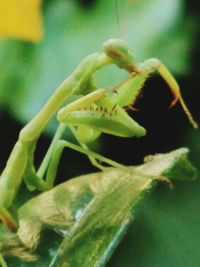 Close-up of plant