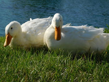 Close-up of swan in lake