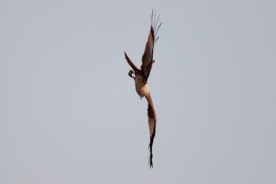 Close-up of bird against clear sky