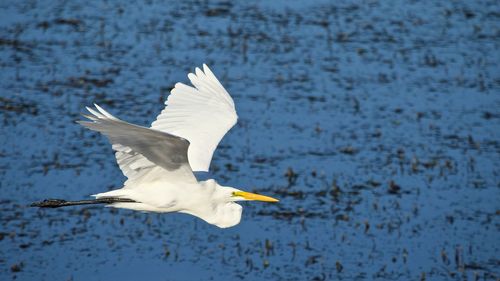 Close-up of white bird flying over lake