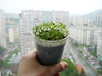 Cropped hand holding plants in disposable cup against buildings