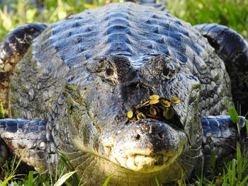 Close-up of turtle in grass