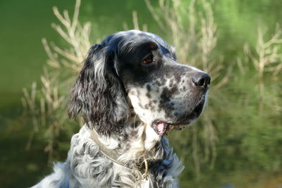 Portrait of an english setter - a fine gun dog and best buddy for active people