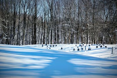 Snowcapped cemetery against bare trees