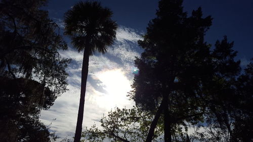 Low angle view of trees against sky