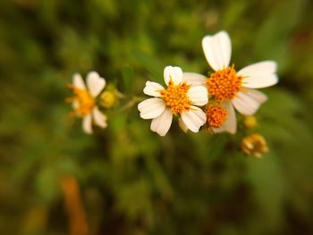 Close-up of white flowering plant on field