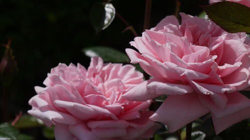 Close-up of pink flower