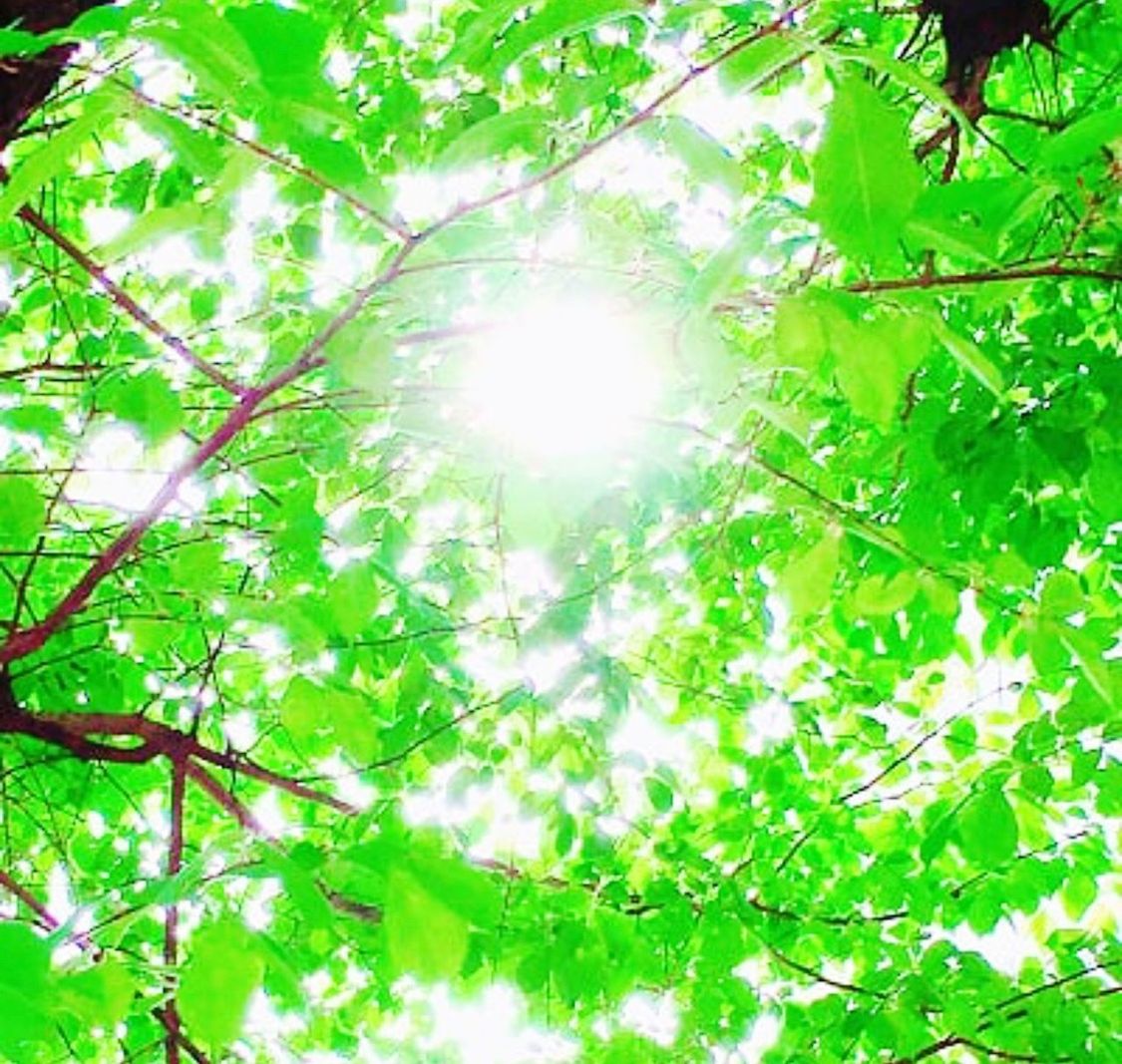 LOW ANGLE VIEW OF TREES AGAINST SKY