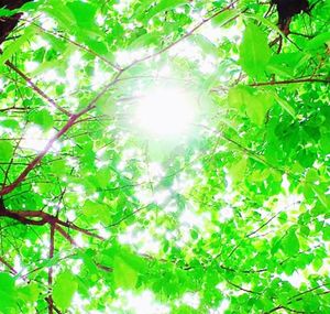 Low angle view of trees in forest against bright sun