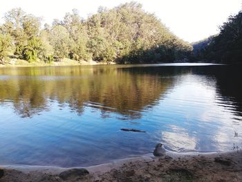 Scenic view of lake in forest against sky