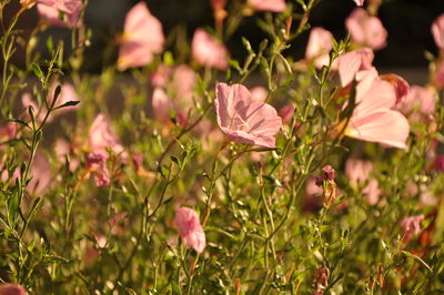 Close-up of pink flowering plants on field