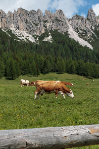 Cows on field by mountains