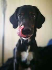 Portrait of black dog