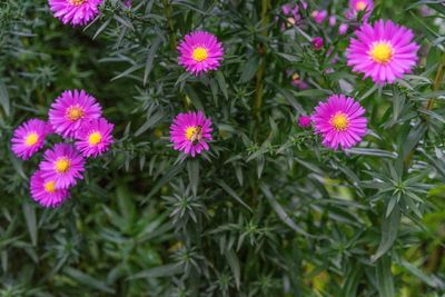 High angle view of pink flowers