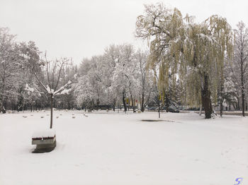 Trees on snow covered field against sky